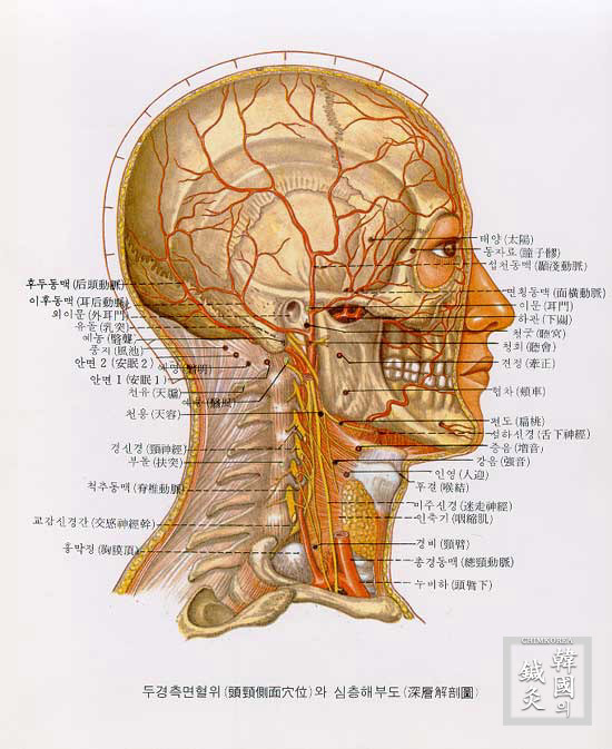 두경 이미지