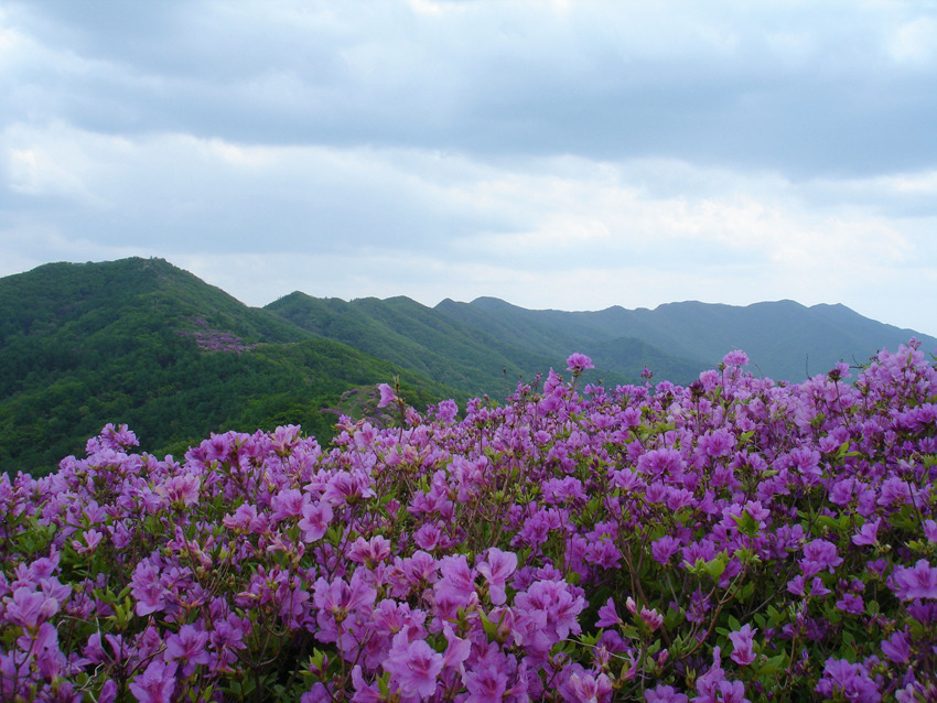산유화 이미지