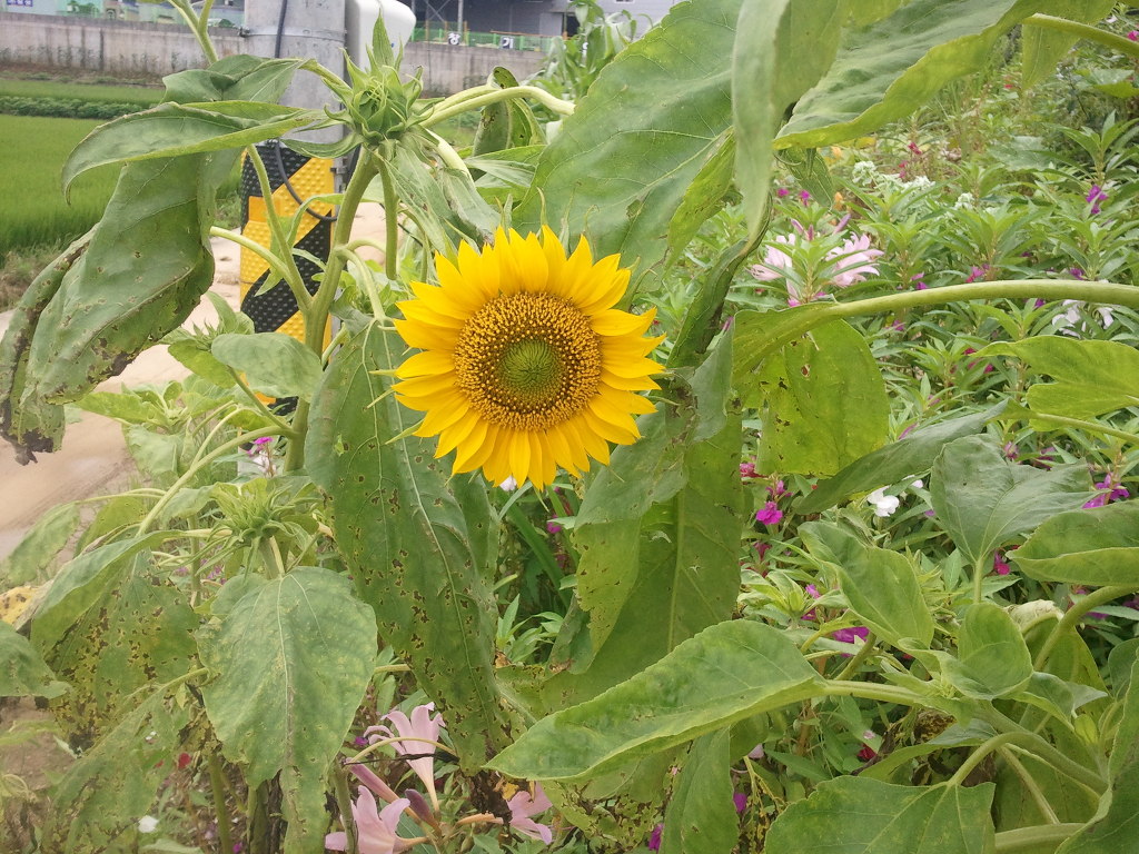 해바라기농산 이미지