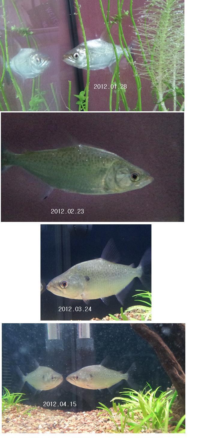 엘롱 이미지
