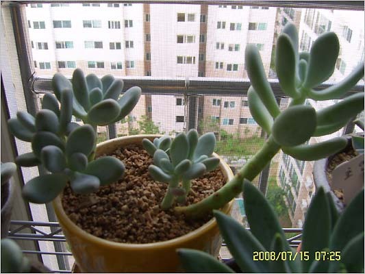 아라네 이미지