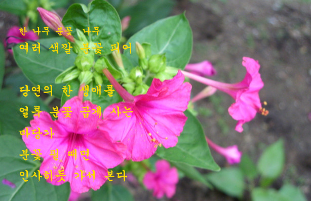 희로 이미지