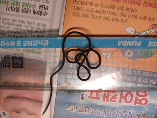 연가시 얼굴확대外 | 인스티즈