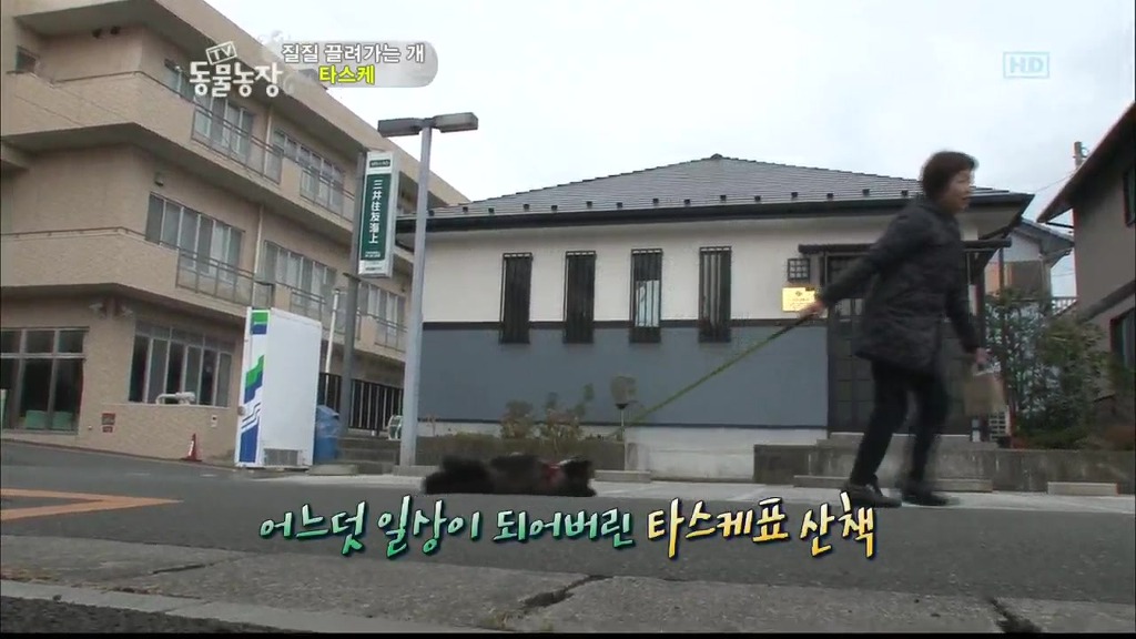 [동물농장] 목줄로 질질 끌려다니는 개.JPG | 인스티즈