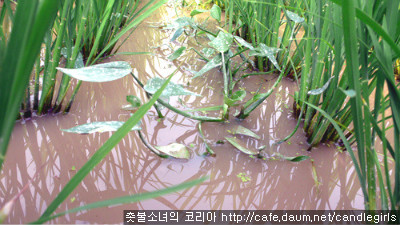 농군마을 이미지