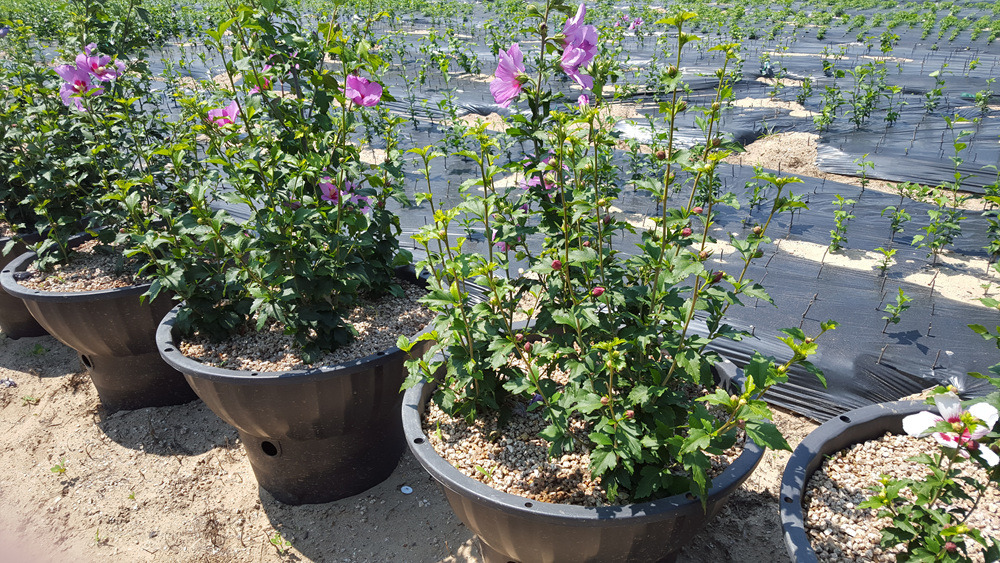 210B634B55AD6EE2033326