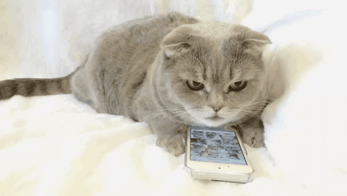 터치하는법을 깨달은 냥이.gif | 인스티즈