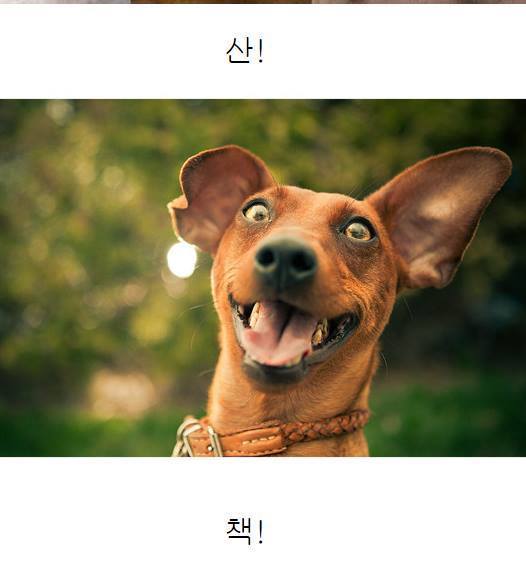 강아지들에게 장난으로 해서는 안되는 말.jpg | 인스티즈