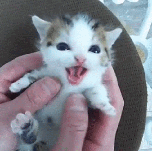 간지럼 타는 고양이.gif | 인스티즈