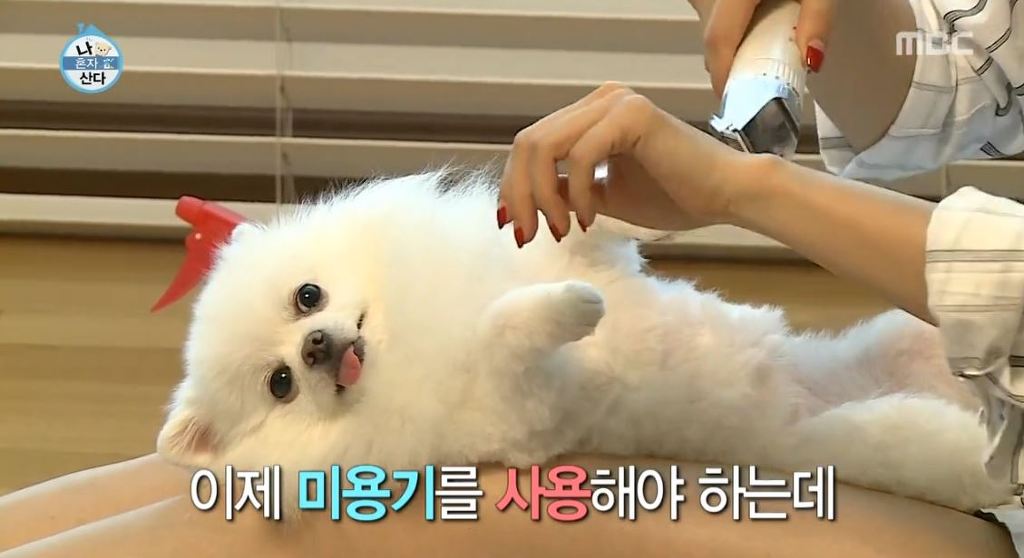 순심이 이미지