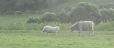 애기소한테 뿔로 들이받는거 가르쳐주는 양.gif | 인스티즈