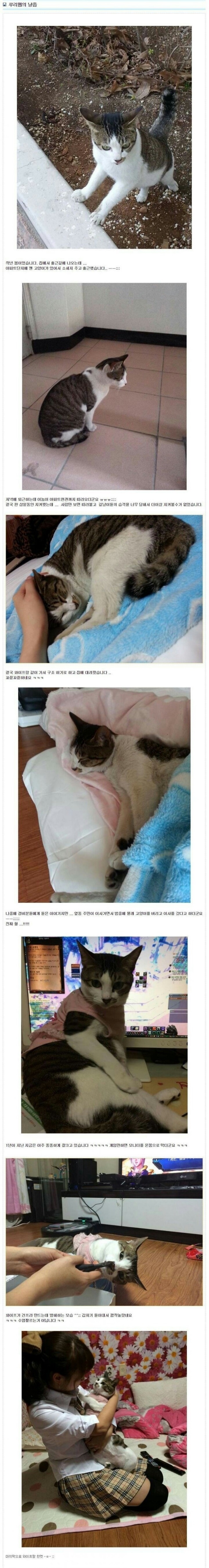 루리웹의 레전드 냥줍 사건 | 인스티즈