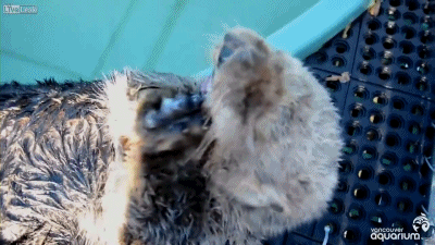 배가 많이 고팠던 구조된 해달.gif | 인스티즈