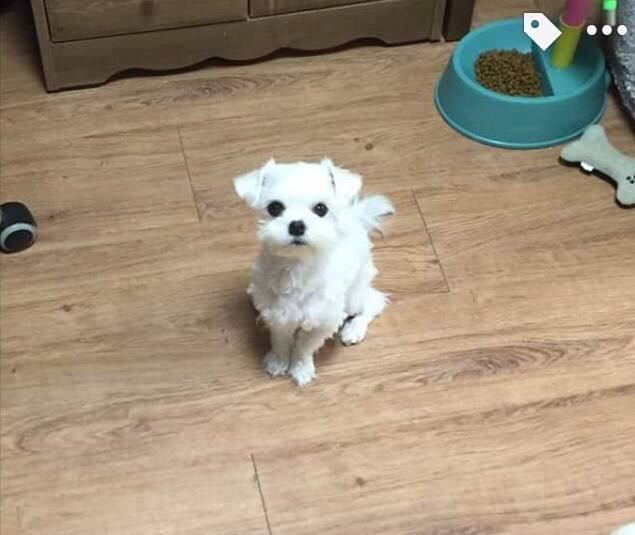 입주변털이 자꾸 입에 들어가서 미용을 해주었더니 .jpg | 인스티즈