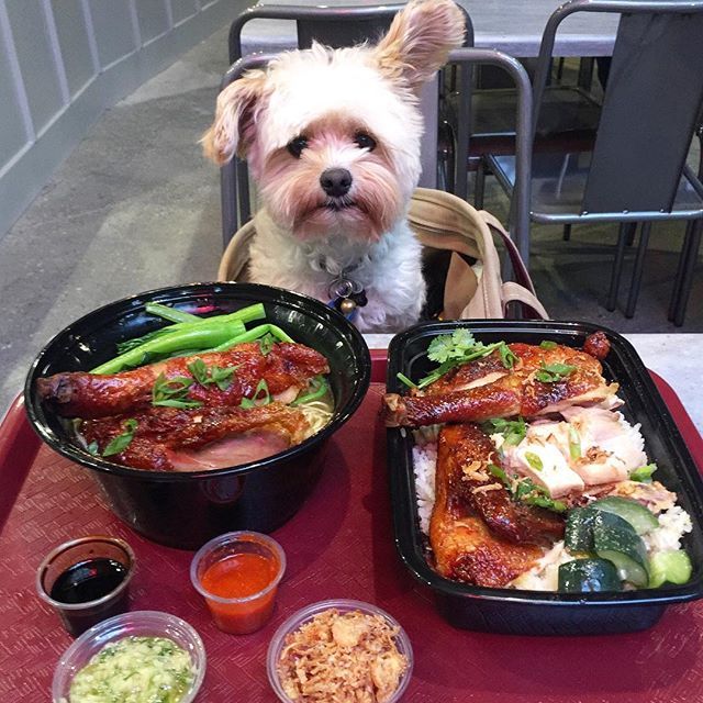미식가 강아지 뽀빠이 | 인스티즈