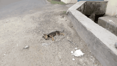 죽다 살아난 강아지 | 인스티즈
