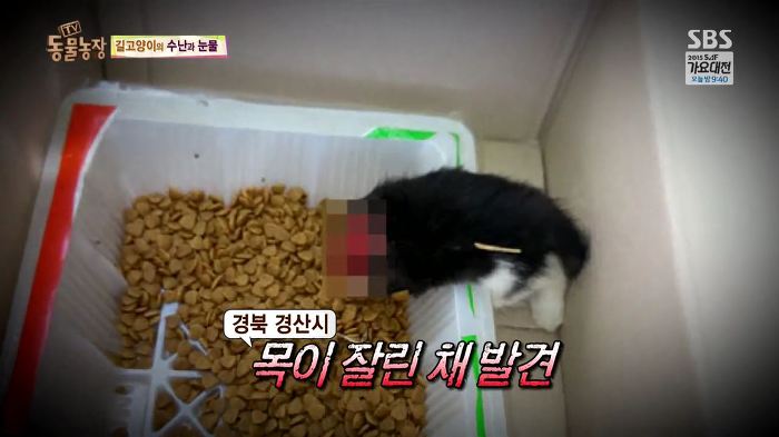 눈앞에서 제 아이가 맞아죽었습니다. 도와주세요 | 인스티즈