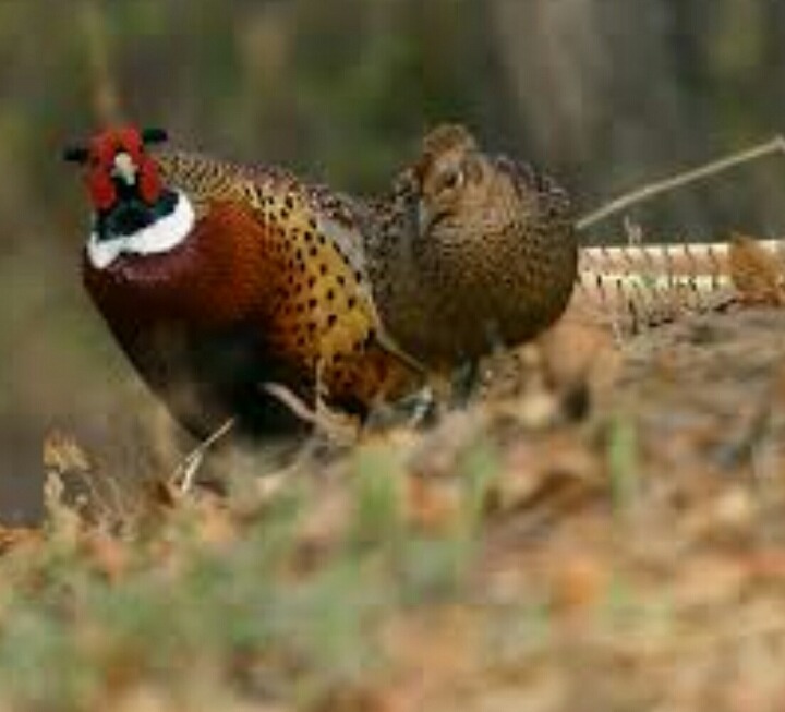 몸에도 좋고 맛있는 닭 | 인스티즈