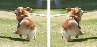 이리 이미지