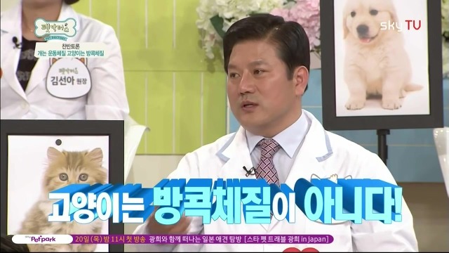 운동체질 강아지와 방콕체질 고양이?! | 인스티즈