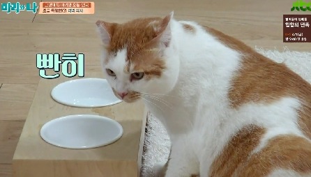 [마리와나] 뚱보냥 호동이 다이어트 시키기 (feat.먼지) | 인스티즈