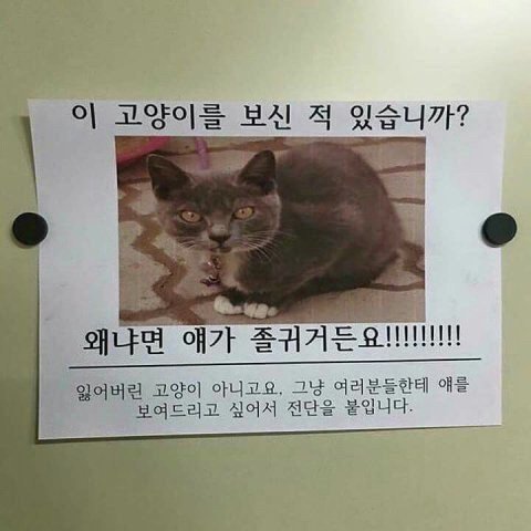 이 고양이를 보신 적 있습니까? | 인스티즈