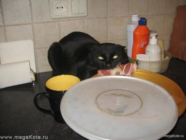 밥먹는 고양이.jpg | 인스티즈