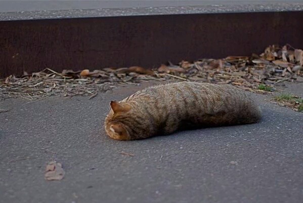 고양이 액체설.jpg | 인스티즈