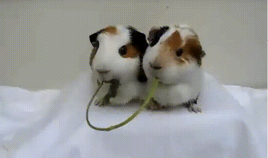 식사 시간.gif | 인스티즈