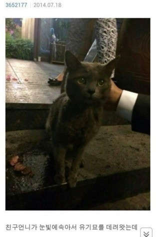 길냥이를 막 데려와선 안되는 이유 | 인스티즈