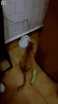 충격과 공포의 물체.gif | 인스티즈