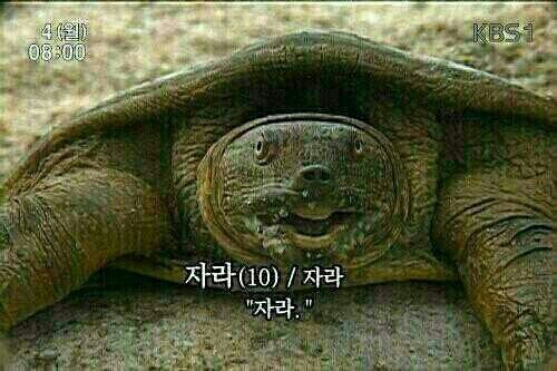코코들 이미지