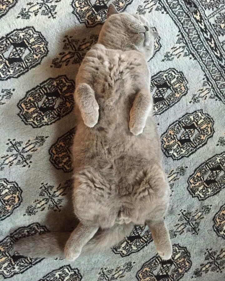 어디서나 잘자는 냥이 | 인스티즈