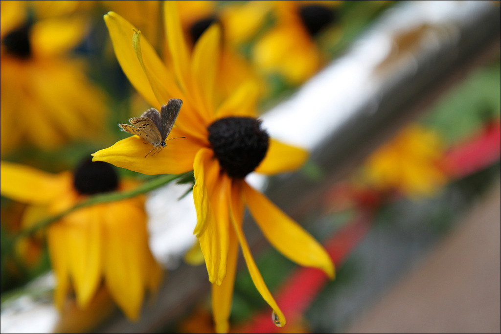 행복flower 이미지