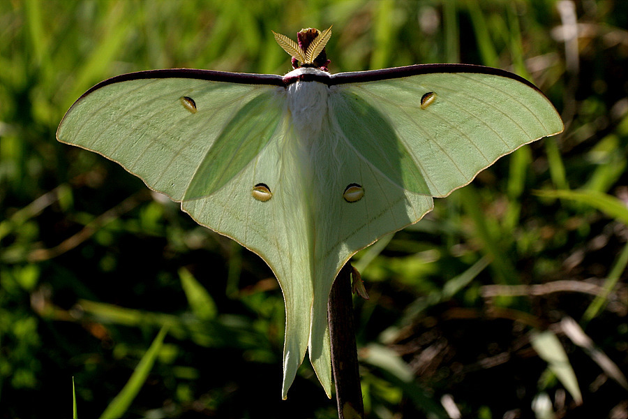 요정으로 불리는 아름다운 곤충.jpg (곤충사진 주의) | 인스티즈