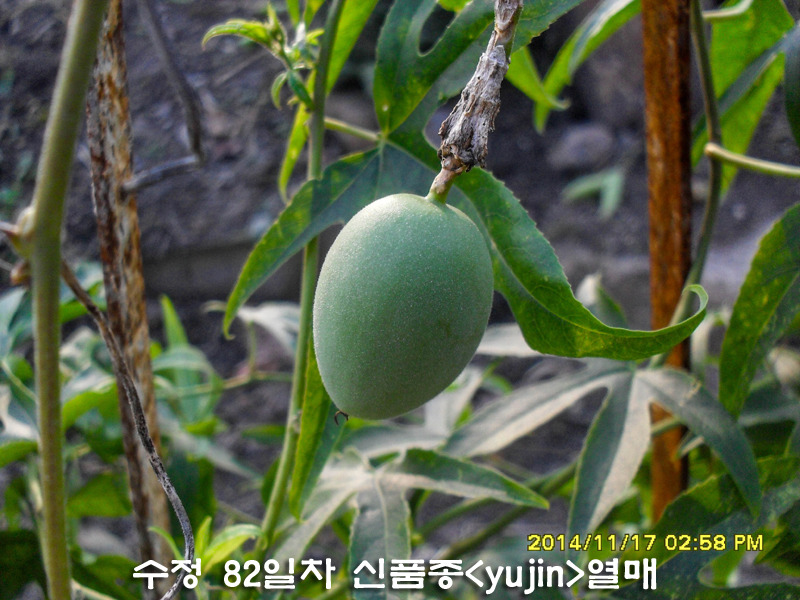 수정열매 이미지