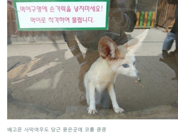 현재 난리난 동물농장 삼순이가 보내졌다는 부경동물원 상태..... | 인스티즈