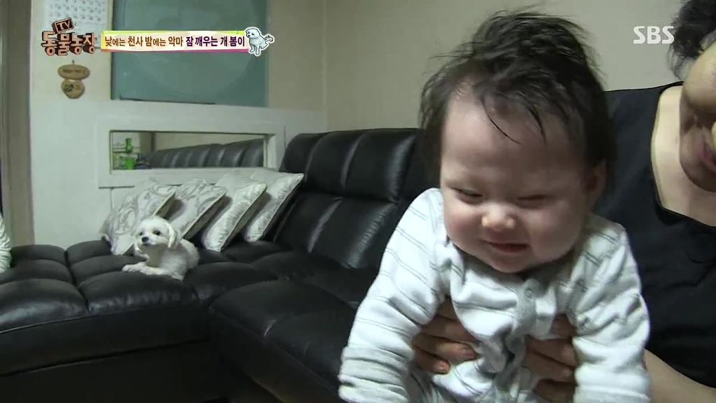 [동물농장] 새식구 들어온 후 우울해진 봄이.jpg | 인스티즈