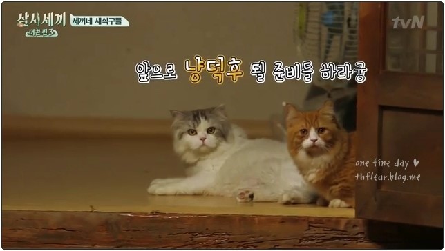 심쿵주의 삼시세끼 윤균상 반려묘 쿵이와몽이 심쿵주의 | 인스티즈