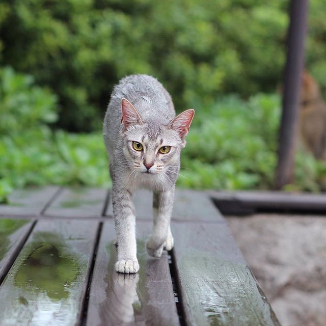 고양이 산책 종결.jpg | 인스티즈