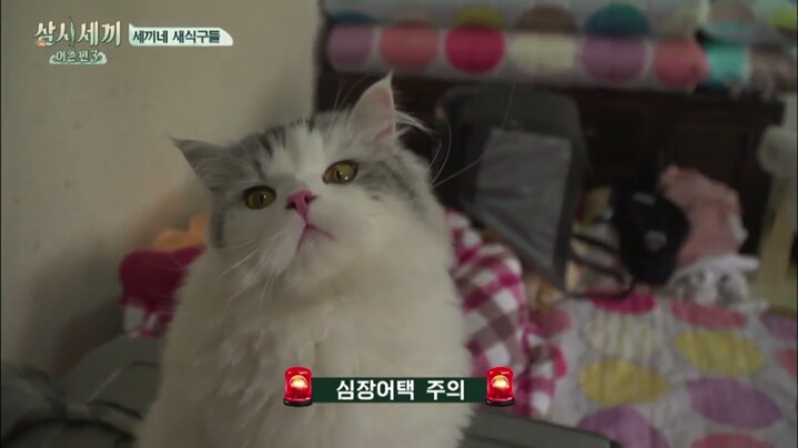 심쿵주의 삼시세끼 윤균상 반려묘 쿵이와몽이 심쿵주의 | 인스티즈