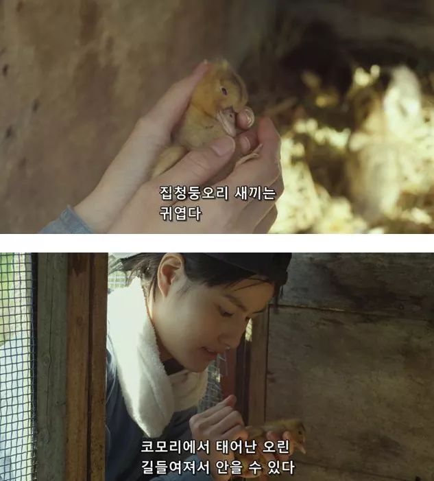 시골오리 이미지
