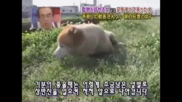  사지가 절단된 강아지 타로의 마음 | 인스티즈