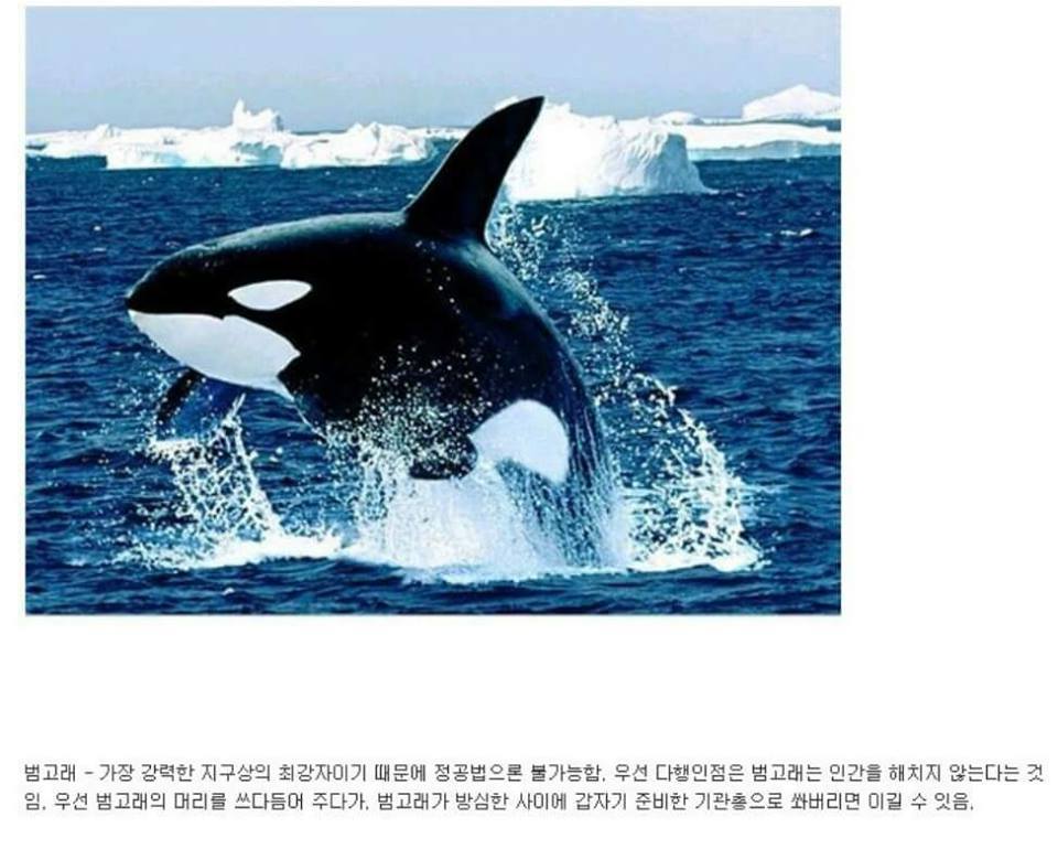 동물이랑 1대1로 싸워서 이기는 방법 개꿀팁. jpg | 인스티즈