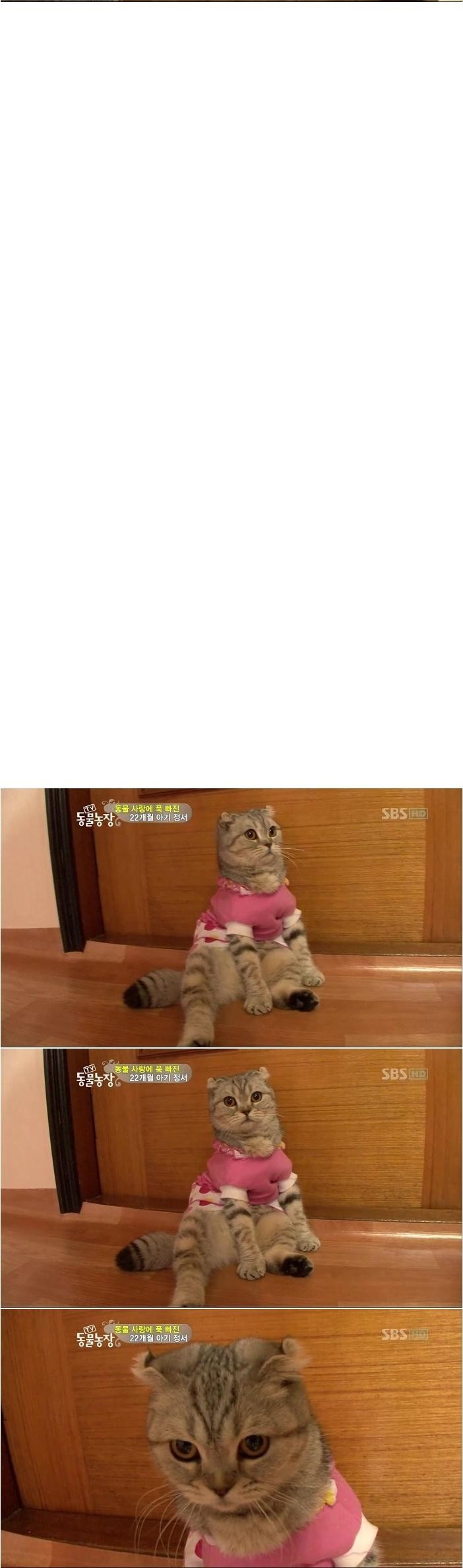 극한직업 고양이 | 인스티즈