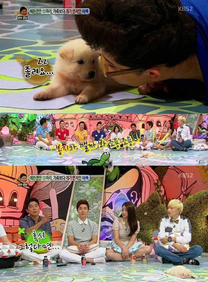 방송중 자는 강아지 | 인스티즈