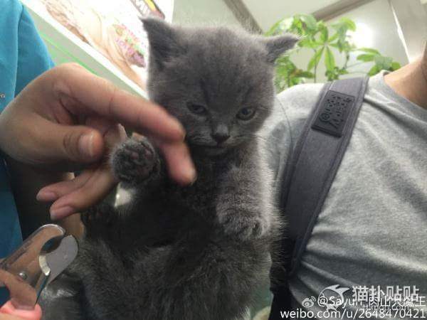 강아지 고양이 자세 | 인스티즈