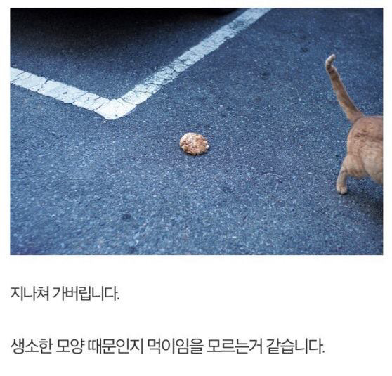 길고양이에게 정성스러운 먹이를 준비해보았다 | 인스티즈