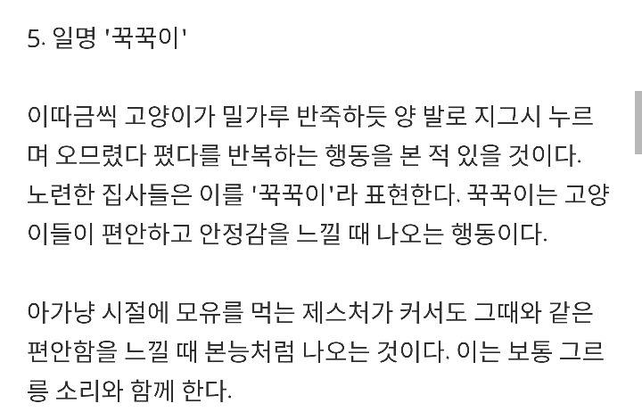 반려묘가 당신을 사랑하고 있다는 9가지 신호 | 인스티즈