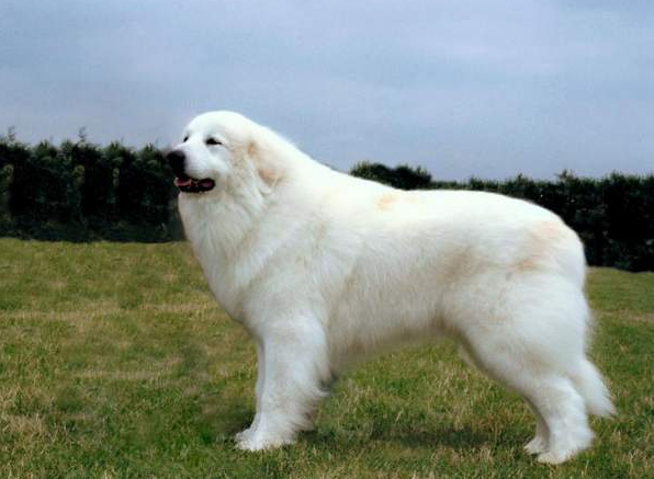 그레이트 피레니즈에 대하여 | 인스티즈